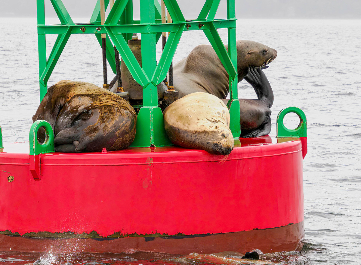 Juneau and Humpbacked Whales-184 - Alaska 2