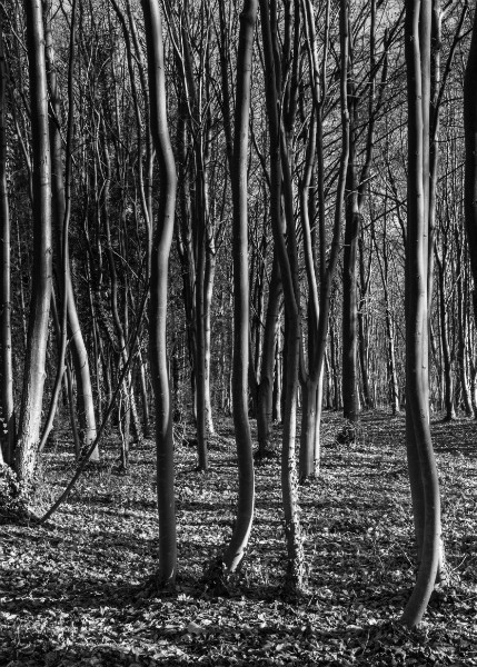  - Wandlebury in Winter
