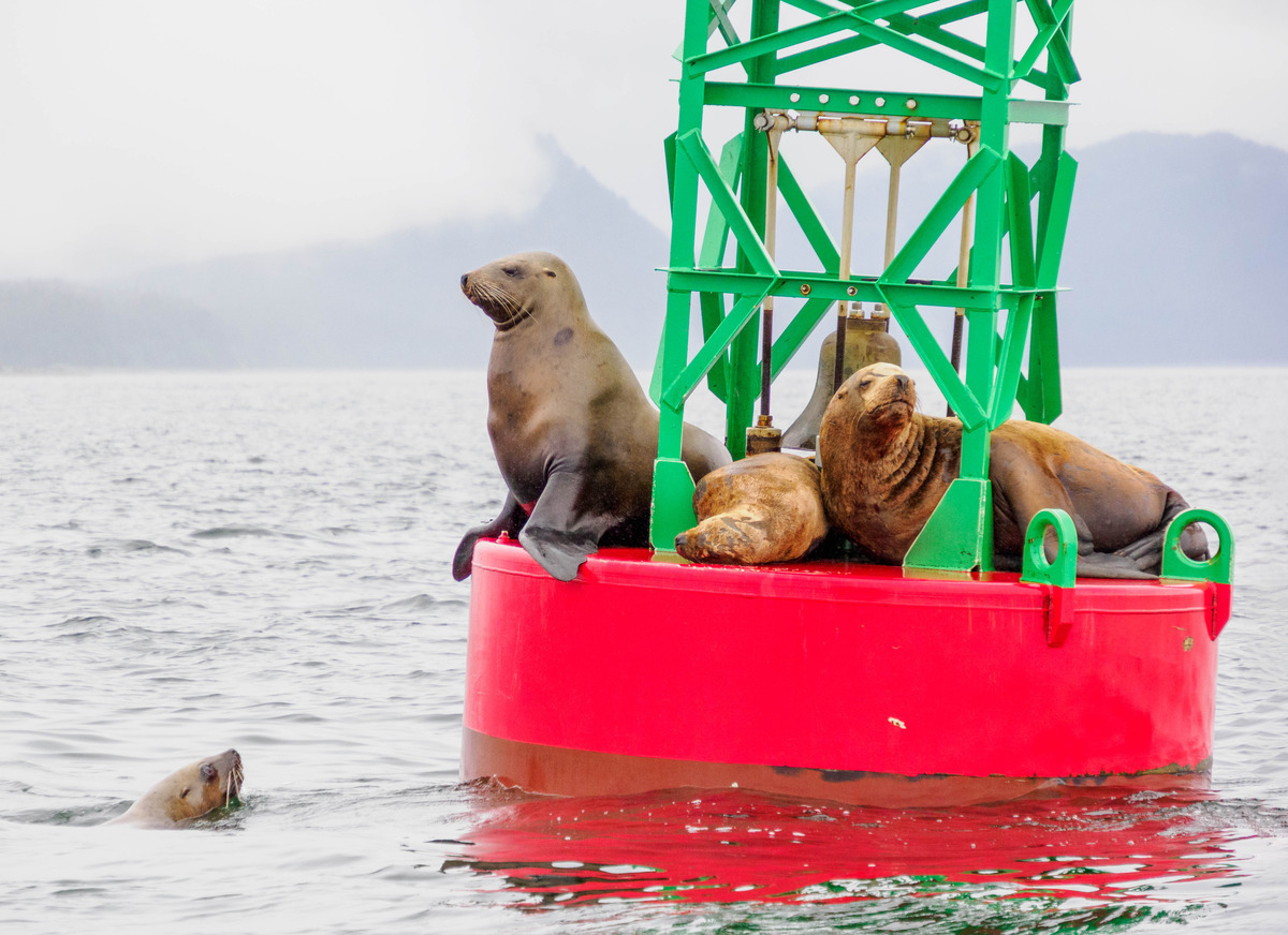 Juneau and Humpbacked Whales-177 - Alaska 2