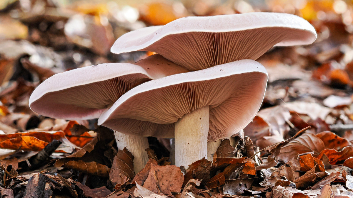 Slovenia Card2 -325 - Slovenia Fungi