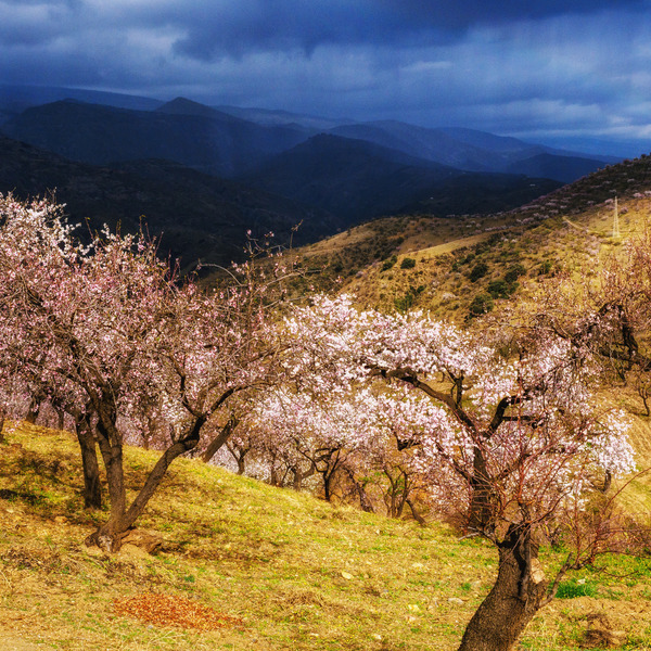 Andalucia 3 -105-Edit - Andalucia: Almond Blossom