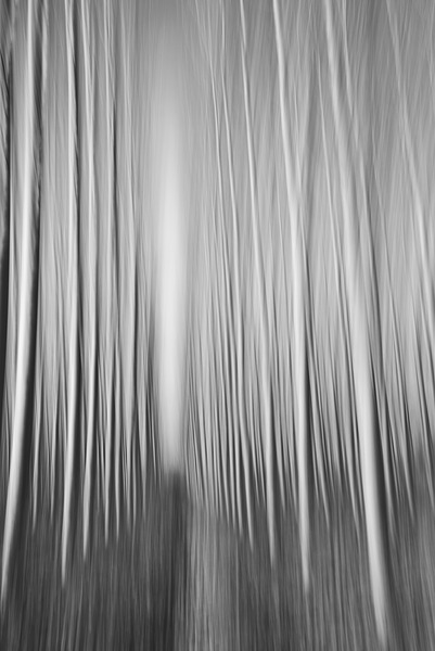 Tree Plantation-3 - Andalucia: Tree Plantation
