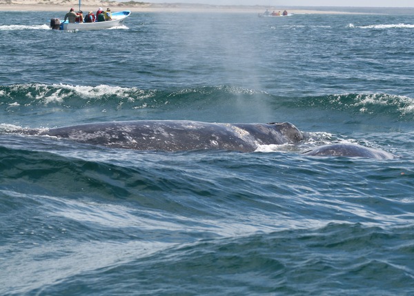  - Whales +1