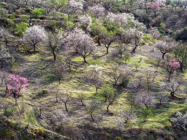Andalucia 3 -70 - Andalucia: Almond Blossom