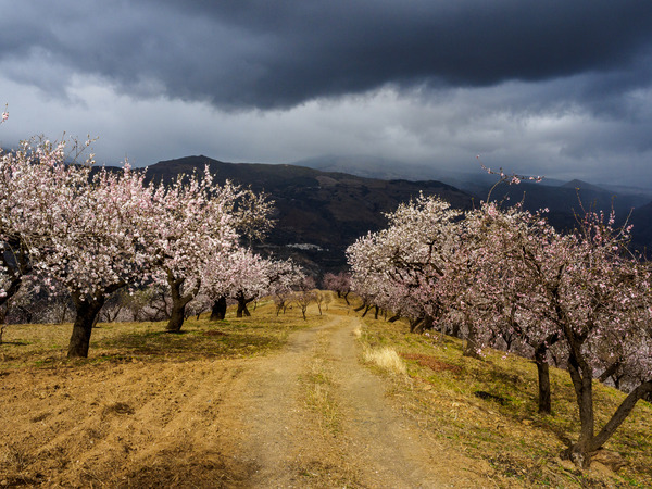 Andalucia 3 -107 - Andalucia: Almond Blossom