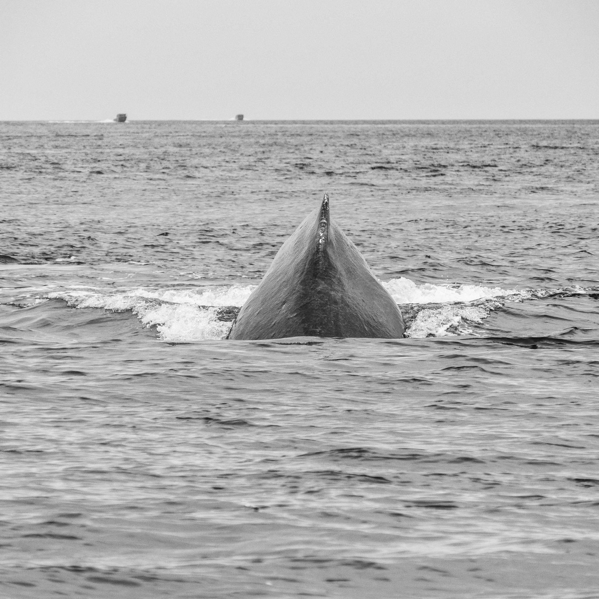 Juneau and Humpbacked Whales-145 - Alaska 2