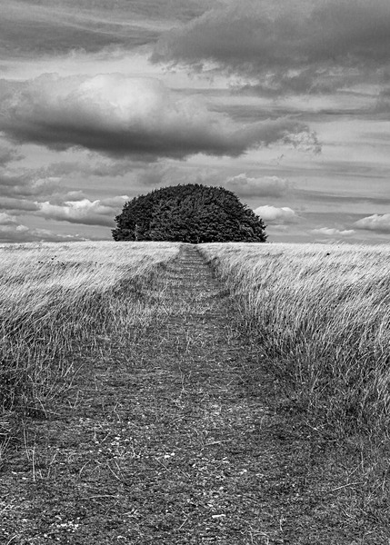 Dorset-6 - Landscape: Dorset