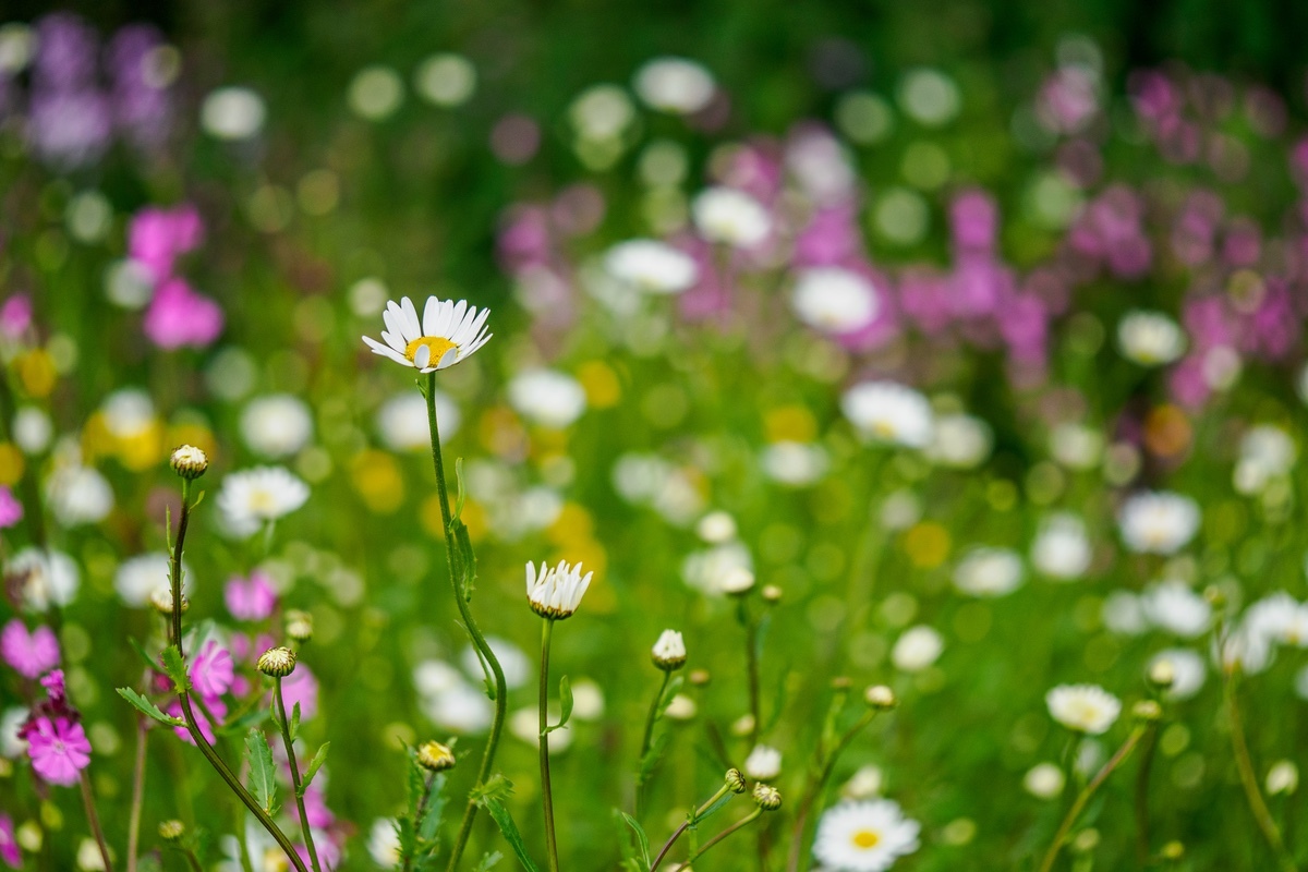 Mainly Floral 2024-12 - (Mainly) Floral 2024