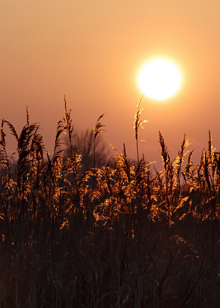  - Wicken Fen