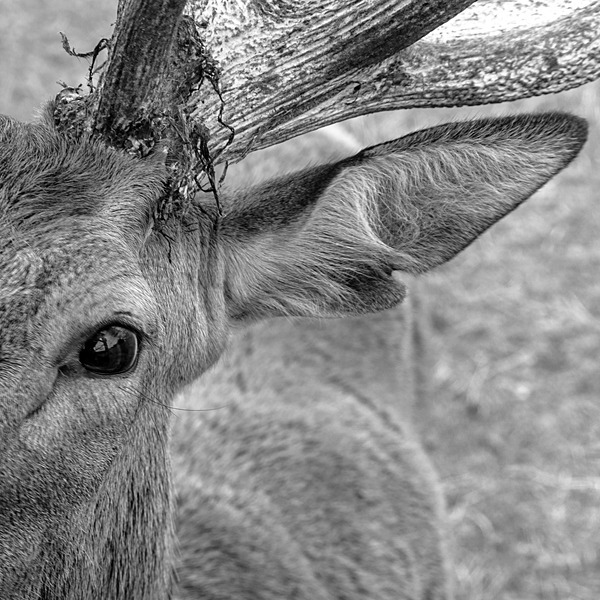 DSC04695 - (Mainly) Black and White