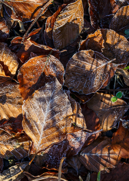  - Wandlebury in Winter