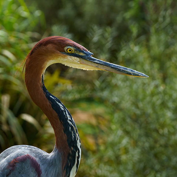DSC05034 - Birds