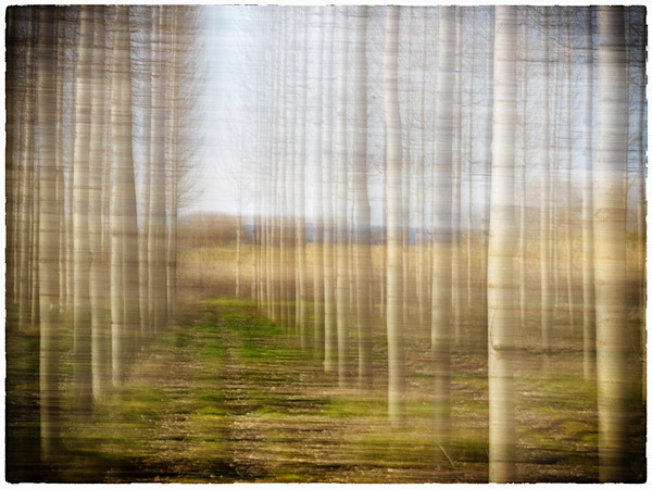 Tree Plantation-6 - Andalucia: Tree Plantation