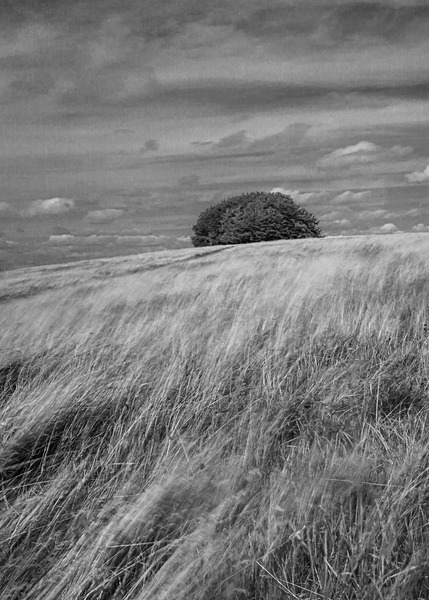 Dorset-7 - Landscape: Dorset