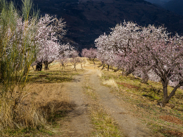 Andalucia 3 -104 - Andalucia: Almond Blossom