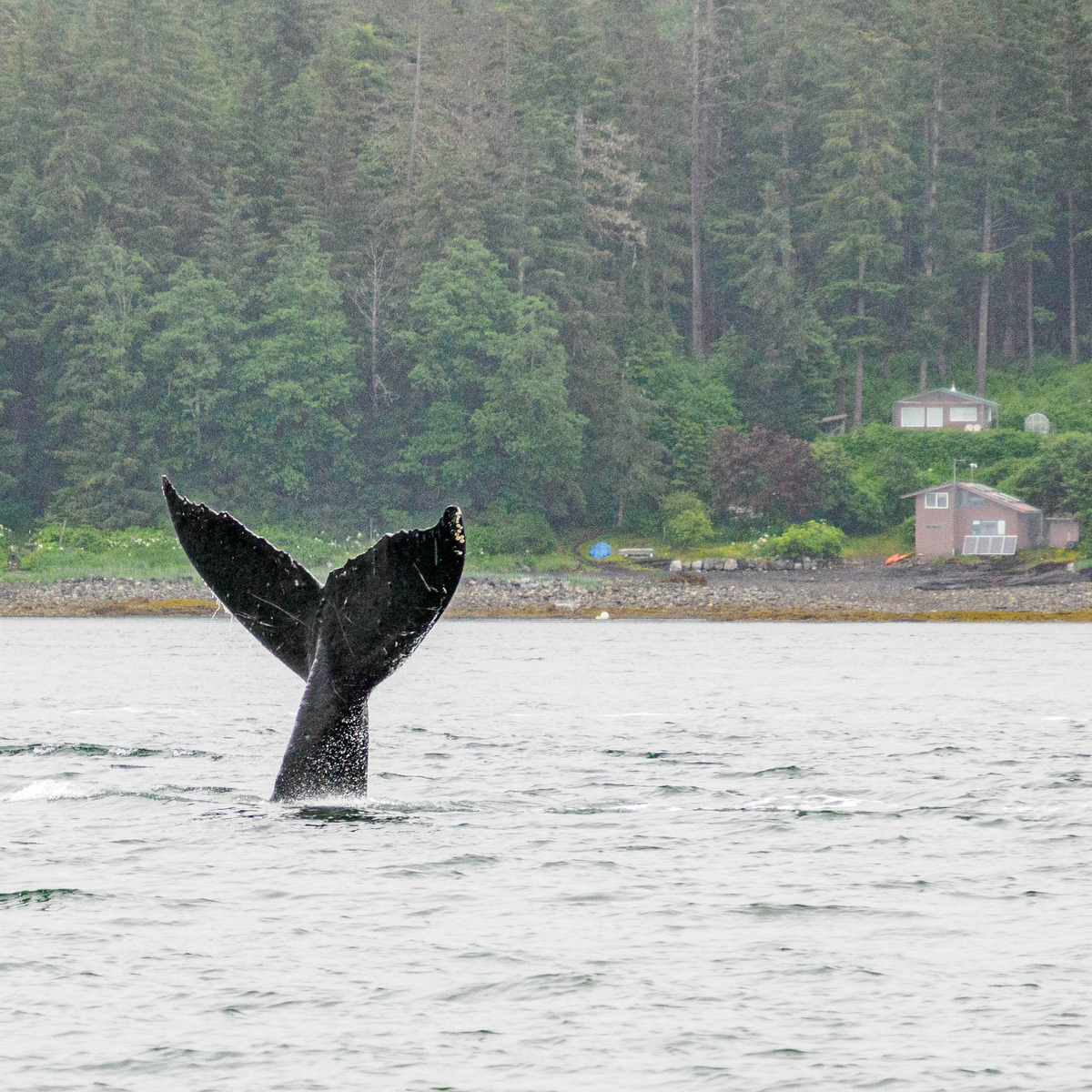 Juneau and Humpbacked Whales-107 - Alaska 2