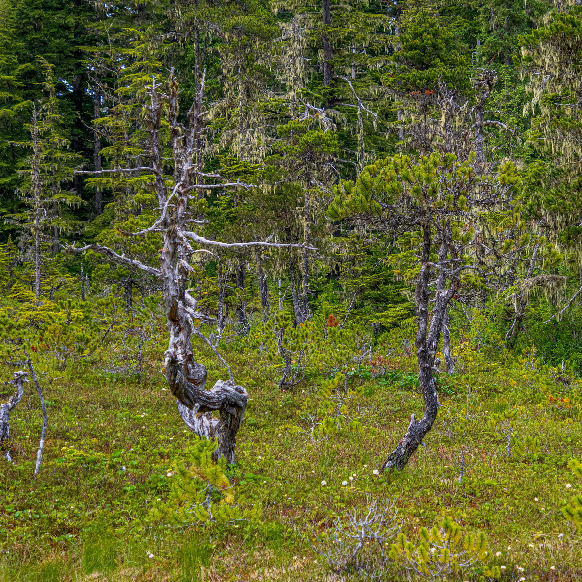 Icy Strait Point-39 - Alaska 1