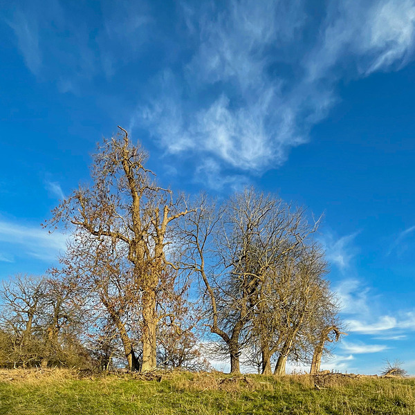 Wimpole 23Nov20 - 7 - Wimpole Hall