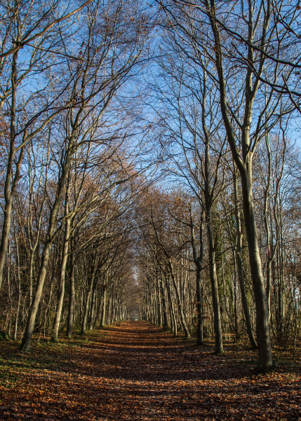  - Wandlebury in Winter