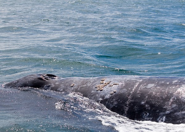 - Whales +1