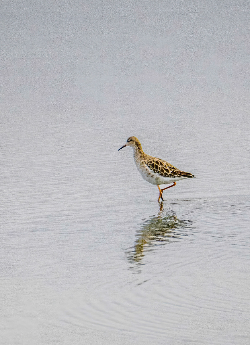 RSPB Titchwell 25Sep24-33 - Birds and Other Creatures