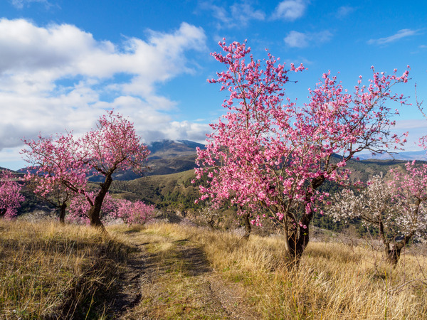 Andalucia 3 -34 - Andalucia: Almond Blossom