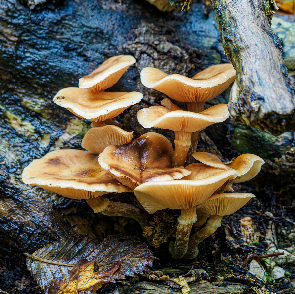 Slovenia Card4-62-Enhanced-NR - Slovenia Fungi
