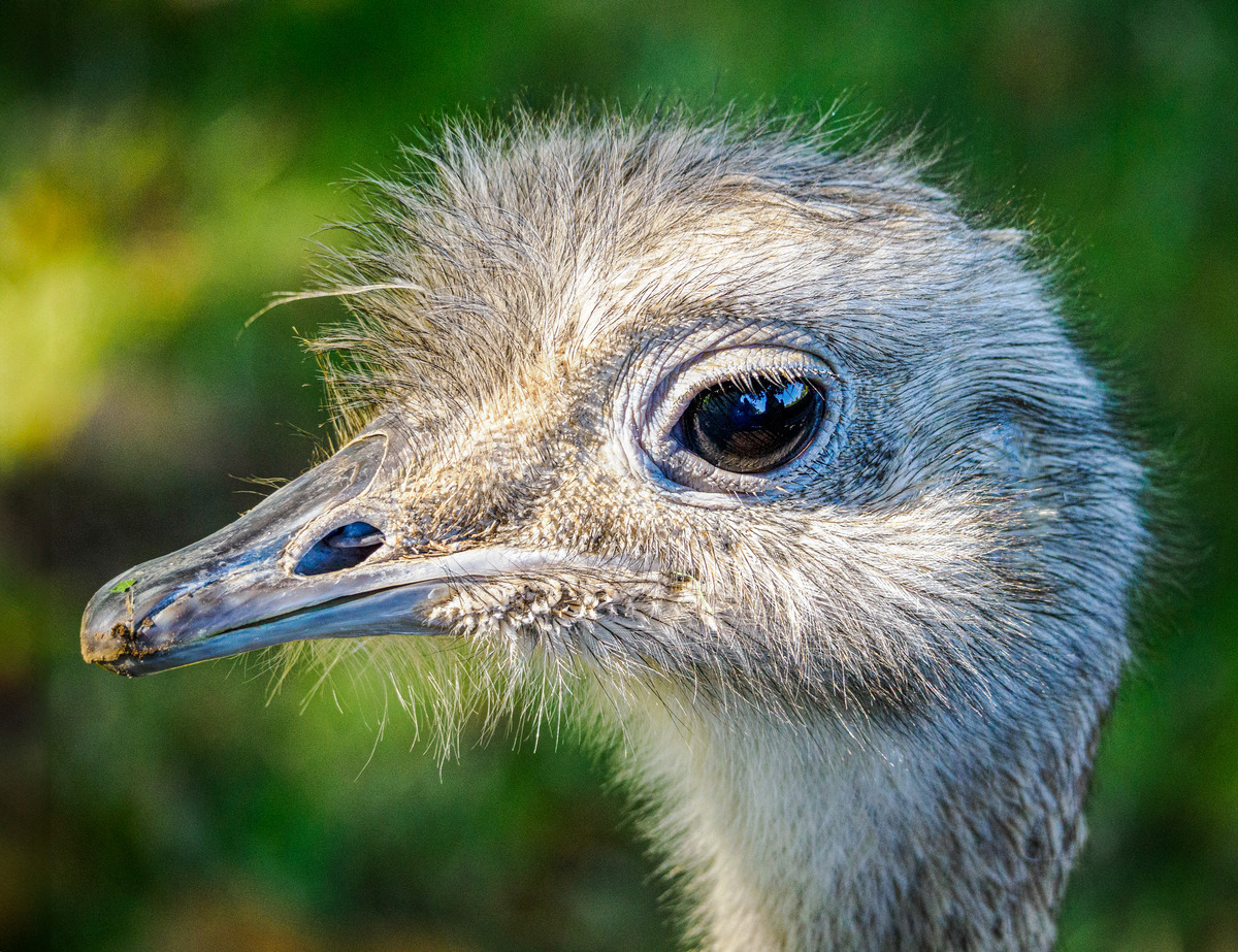 Whipsnade 16Sep24-162-Edit - Birds and Other Creatures