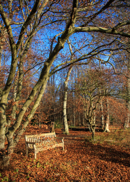  - Wandlebury in Winter