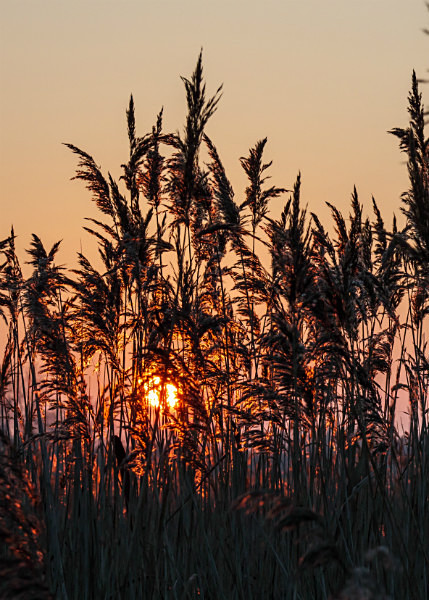  - Wicken Fen