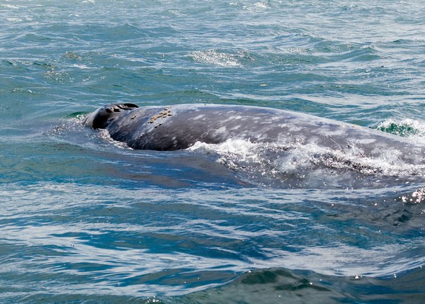  - Whales +1