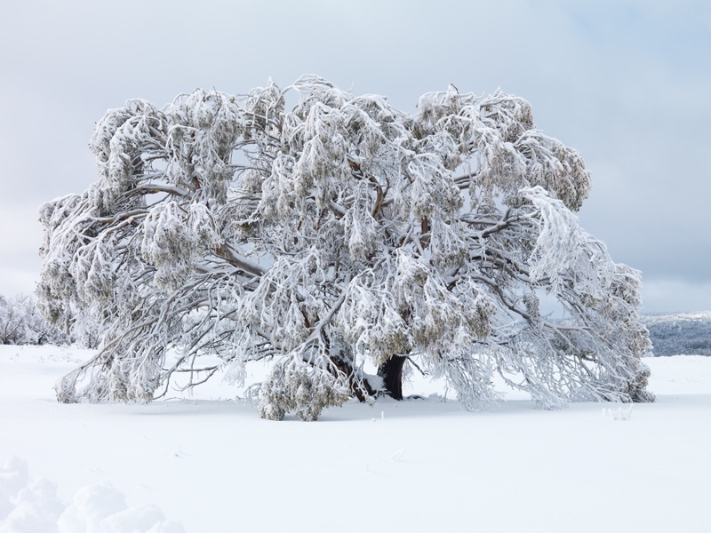 Thaw and freeze - Snowy Mountains