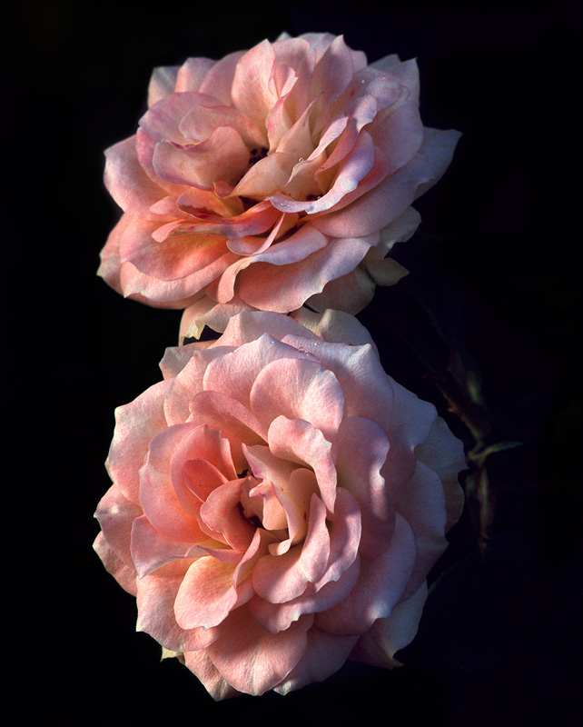 Two Roses - Flowers