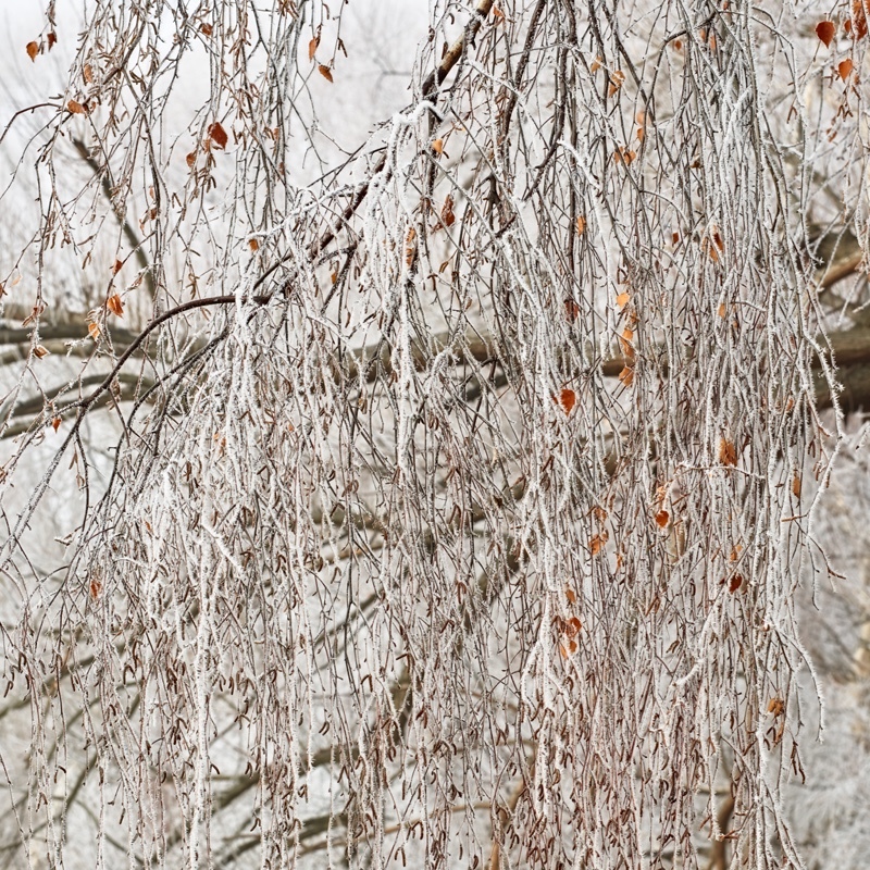 Silver birch and hoarfrost - New Zealand