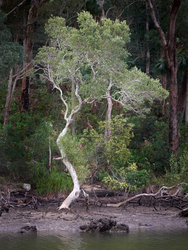 Mc Carrs Creek - Landscapes