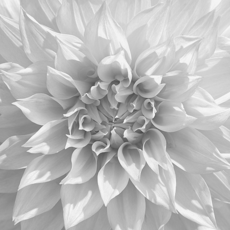 Dahlia #4 - Botanicals