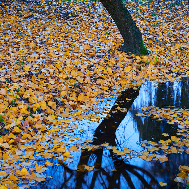 Autumn gold - Snowy Mountains