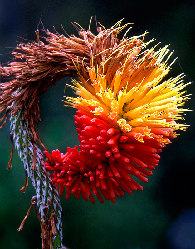 Red Hot Poker - Flowers