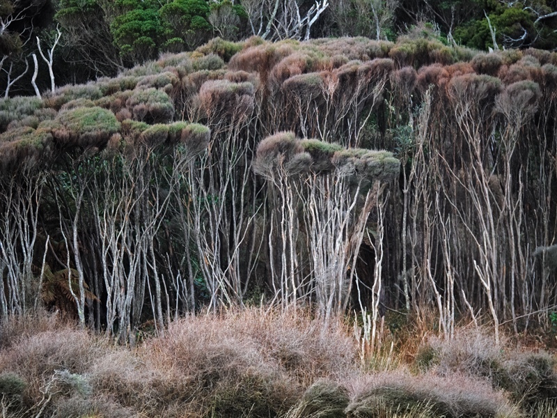 Curio Bay - New Zealand