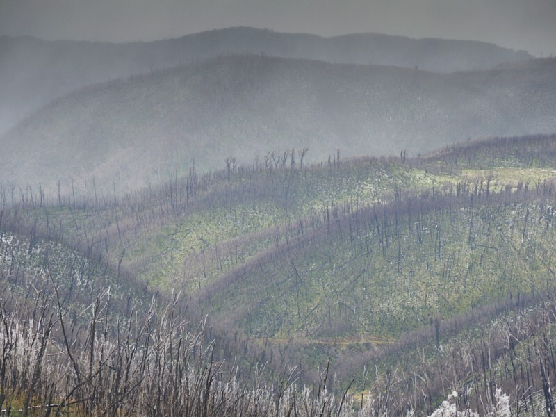 Devastation after the 2020 fires - Recent Work
