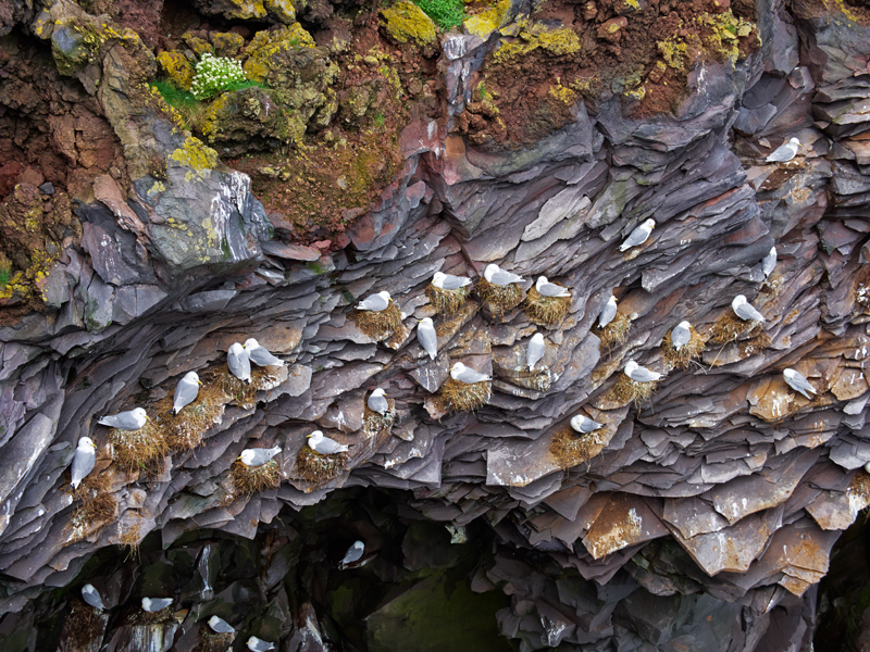 Snaefellsnes_6120181_07 - Iceland 2013 - Working gallery