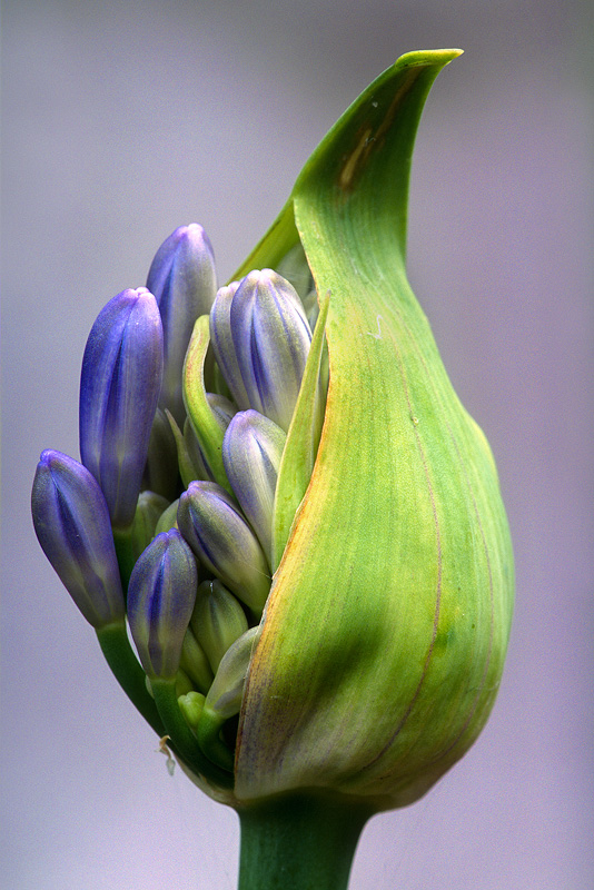 Agapanthus - Flowers