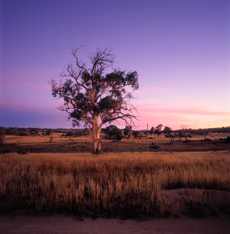 Dawn Light - Snowy Mountains