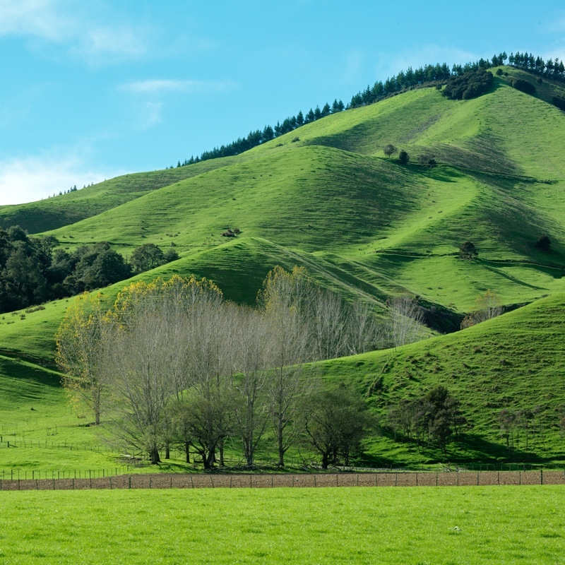 OD'ing on green - Recent Work