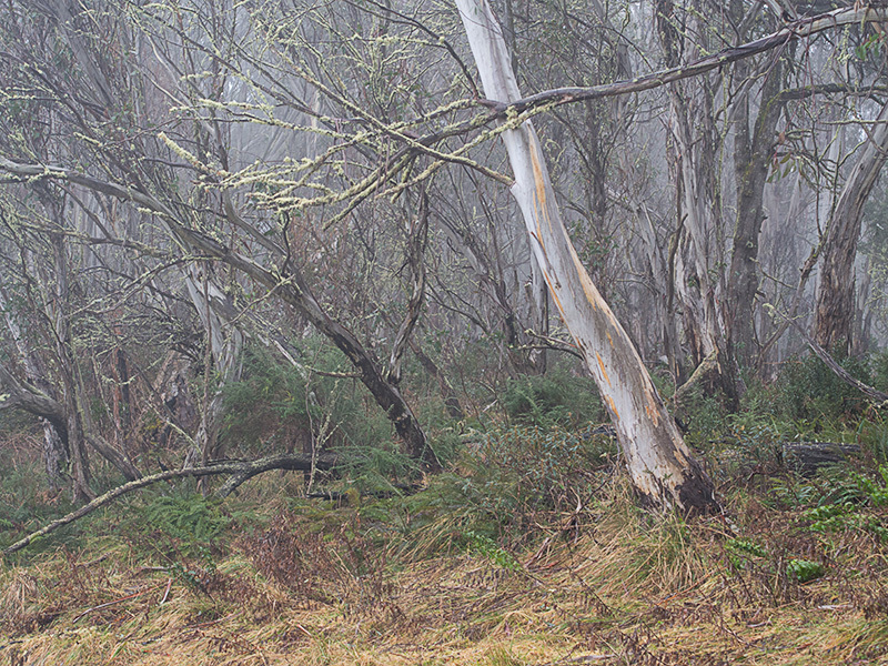 Gums in mist - Snowy Mountains