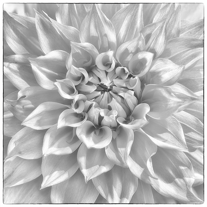 Dahlia #2 - Botanicals