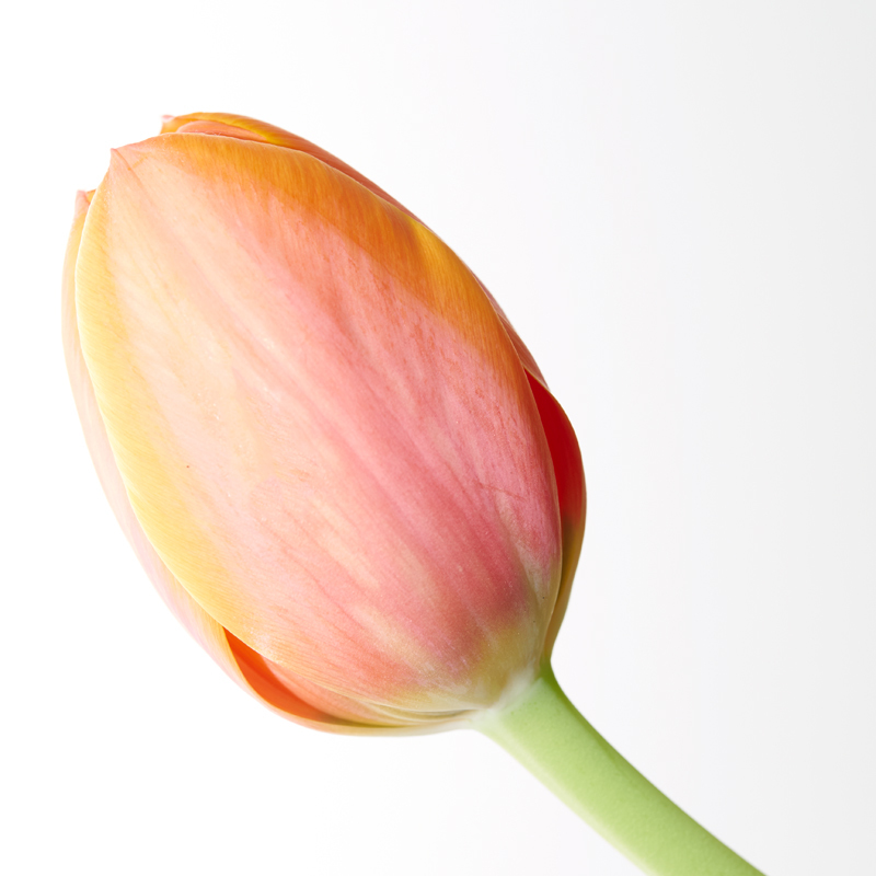 One tulip - Flowers