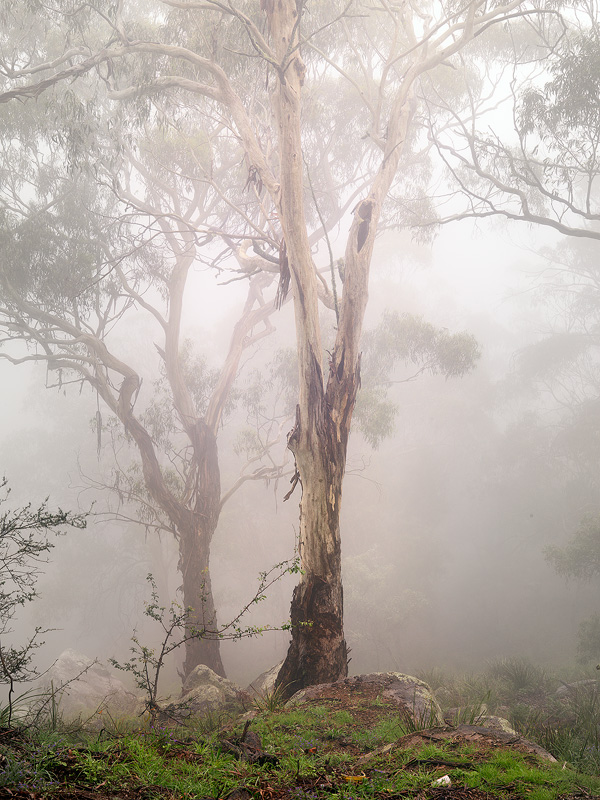 Ghost Gums - Landscapes
