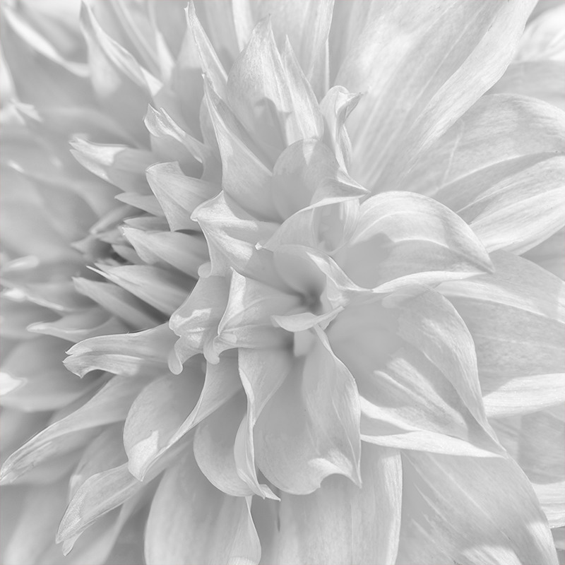 Dahlia #3 - Botanicals