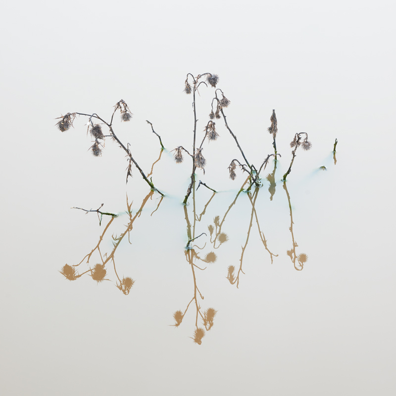 Thistles - Flowers